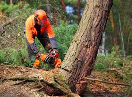 Best Tree Risk Assessment  in Port Jefferson Station, NY