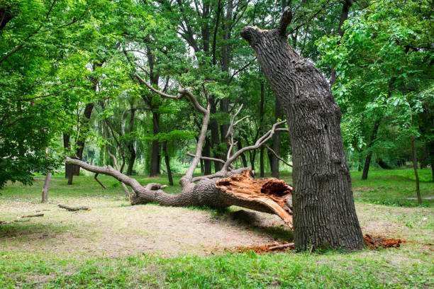 Best Residential Tree Removal  in Port Jefferson Station, NY