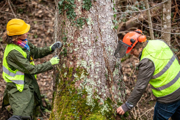 Professional Tree Removal Services in Port Jefferson Station, NY