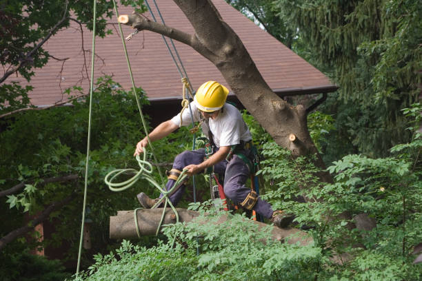 Best Stump Grinding and Removal  in Port Jefferson Station, NY