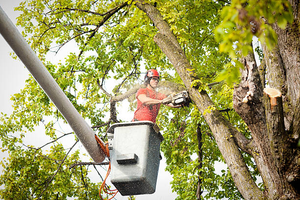 Best Tree Disease Treatment  in Port Jefferson Station, NY